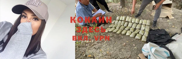 шишки Корсаков