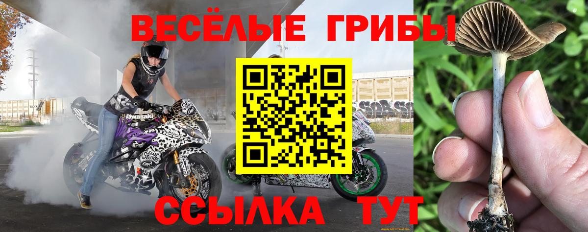 Энгельс  Псилоцибиновые грибы ЛСД  закладки  Вход с VPN 